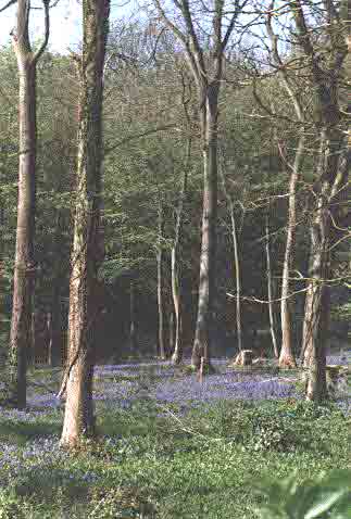 Bluebells 2